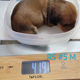 Dachshund Puppies from CLARK'S BREEDING PROGRAM