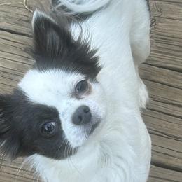 Afghan Hounds and Chihuahuas from Linda Kolb
