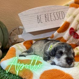 Miniature Schnauzer Puppies from Dixieland Miniature Schnauzers