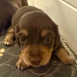 Ron Weasley - Chocolate and tan male Dachshund puppy in San Antonio, Texas from Chocolate Pet Connection
