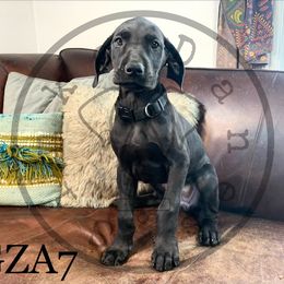 Girl 2 - Great Dane puppy in Stevens Point, Wisconsin from Simko Danes