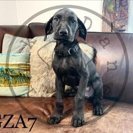 Girl 2 - Great Dane puppy in Stevens Point, Wisconsin from Simko Danes