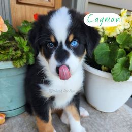 Cayman - Black tri-color male Australian Shepherd puppy in Pittsville, Wisconsin from Match Dot Pup
