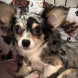 Gemma - Chihuahua