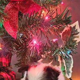 Female 1 - White and sable female Papillon puppy in Lineville, Alabama from TimberLane Papillon's