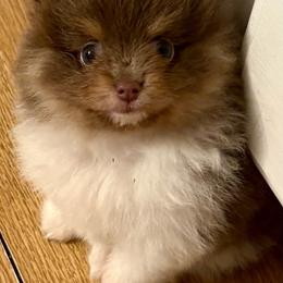 Wallace (Lavender and Tan Tri Parti) - Lavender male Pomeranian puppy in Buck Valley, Pennsylvania from Buck Valley Pomeranians