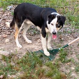 Colt - Border Collie
