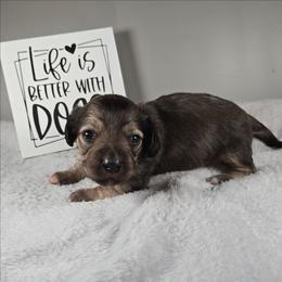 Noel - Cream female Dachshund puppy in Pryor, Oklahoma from Mighty Paws Manor