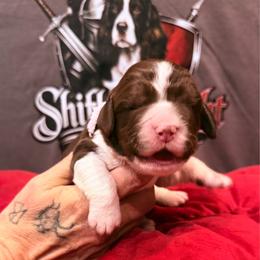 Girl 1 - White and liver female English Springer Spaniel puppy in Lufkin, Texas from Shifletknight Springer Spaniels
