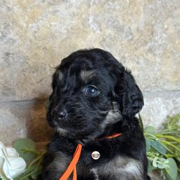 Aussiedoodle Puppies from Doodles by Dada