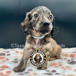 Luke - Brindle male Dachshund puppy in Houston, Texas from Texas Regal Dachshunds LLC