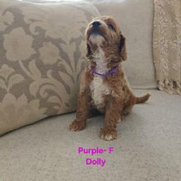 Purple Collar - Red and white female Cockapoo puppy in Paducah, Kentucky from Cockapoos -N- Poodles of Western Kentucky