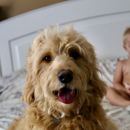 Holly - Goldendoodle