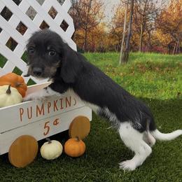 Black and Tan Piebald Wirehair Male - Black and tan male Dachshund puppy in Killeen, Texas from Southern Dachshunds