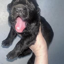 Roux - Black and red female German Shepherd puppy in Winterport, Maine from Vom Stevens Old Fashioned German Shepherds