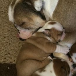 Bulldog and French Bulldog Puppies from Crystals Bulldog Bungalow