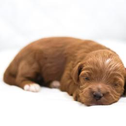 Holly - Caramel red female Australian Labradoodle puppy in Diamond Bar, California from Furrytaildoodles