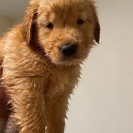 Golden Retriever Puppies from Martinez Desert Goldens
