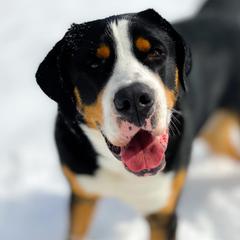 Greater Swiss Mountain Dog All Grown Up from Cherished Greater Swiss Mountain Dogs