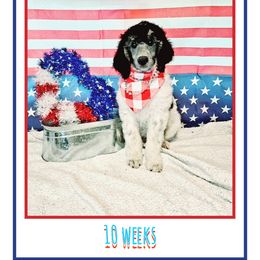 Poodle Puppies from Paw Print Poodles