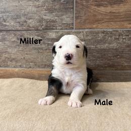 Miller - Gray and white male Old English Sheepdog puppy in Blackfoot, Idaho from What the Fluff Old English Sheepdog