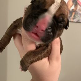 Boy 2 - Boxer puppy in Henderson, Tennessee from Vom Broadvalley