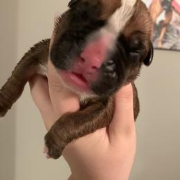 Boy 2 - Boxer puppy in Henderson, Tennessee from Vom Broadvalley
