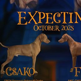 Dalmatians and Vizslas from Clíodhna Kennel