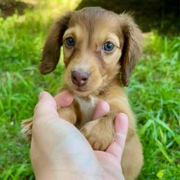 Deacon - Sable male Dachshund puppy in Whitesboro, Texas from Whitesboro Dachshund