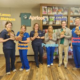 Cockapoo and Poodle Puppies from Golden Paws