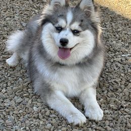 Tempe - Pomsky
