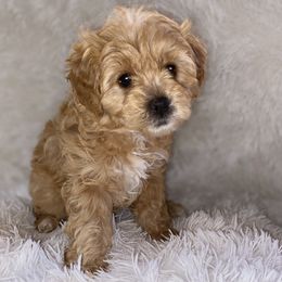 Bernedoodle Puppies from Pearce Pups