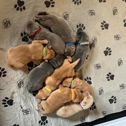 Yellow collar - Fox red female Dilute Retriever puppy in Douglass, Kansas from JP Kennels, LLC
