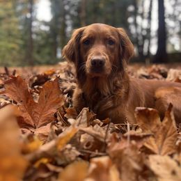 Sarabi - Golden Retriever