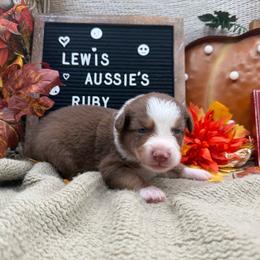 Ruby - Red tri-color female Australian Shepherd puppy in Purcell, Oklahoma from Lewis Aussie’s & Corgi’s