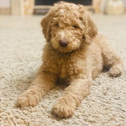 Poodle Puppies from Teton View Kennels