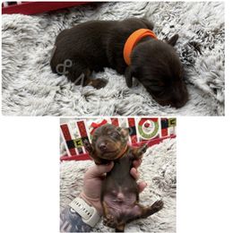 Orange - Chocolate and tan male Dachshund puppy in Brandon, Mississippi from A & N Kennels
