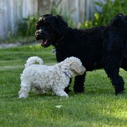 Australian Labradoodle Puppies from Tiny Treasures Australian Labradoodles