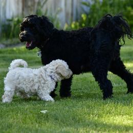 Australian Labradoodle Puppies from Tiny Treasures Australian Labradoodles