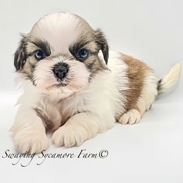 Brindle and White Male - Brindle and white male Shih Tzu puppy in Crawfordsville, Indiana from Swaying Sycamore Farm