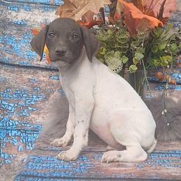Boy 9 - White and liver male German Shorthaired Pointer puppy in Laporte, Minnesota from Northern Odyssey Gun Dogs