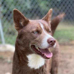 Pele - Siberian Husky