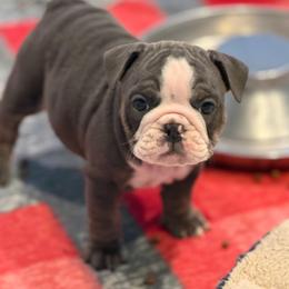 Minnie - Blue tri-color female Bulldog puppy in Harrisburg, Pennsylvania from Central PA WiggleButts Bulldogs