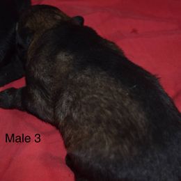 German Shepherd Puppies from Kraften K9