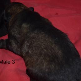 German Shepherd Puppies from Kraften K9