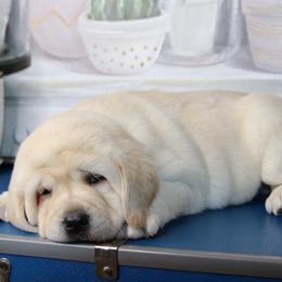Cavalier King Charles Spaniel and Labrador Retriever Puppies from Camden's Caring Canines