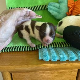 Thunder - Chocolate and white male Chihuahua puppy in Red Bluff, California from Aye Chihuahua