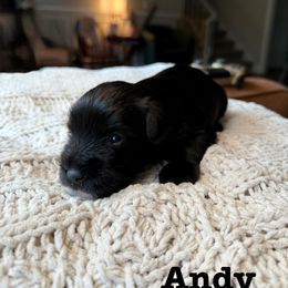 Andy - Black male Miniature Schnauzer puppy in Greenville, South Carolina from Synergy Schnauzers