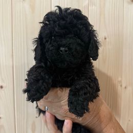 Narnia - Black female Cavapoo puppy in River Falls, Wisconsin from Dottie's Doodles