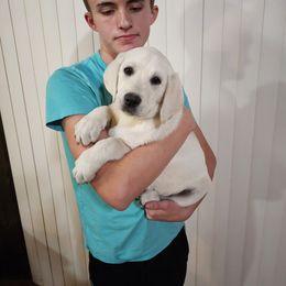 Han Solo - Yellow Labrador Retriever puppy in Whitehall, Montana from Heart of Montana Labradors